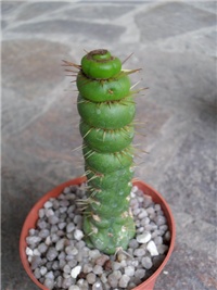 651bb5a3-EULYCHNIA CASTANEA VARISPIRALIS.jpg